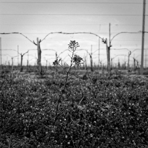 DSC08448 large