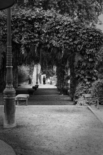 Ivy tunnel
