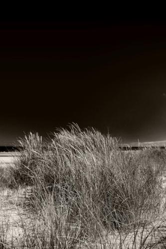 Grass on the dune