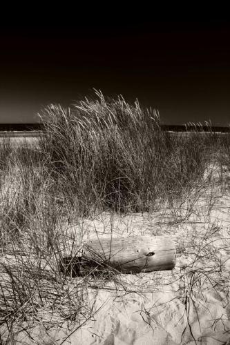 Grass on the dune