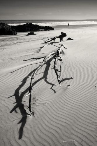 Branches on the beach