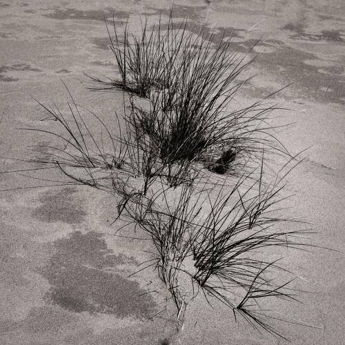 Grass on the beach