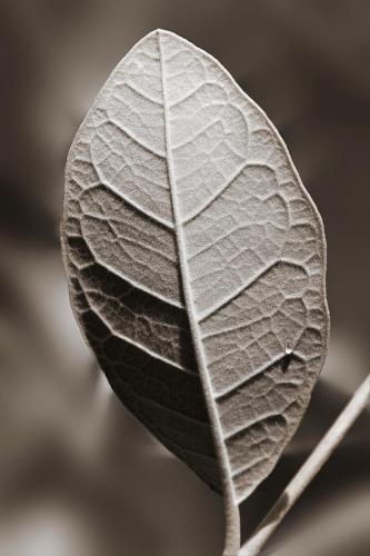 Leaf