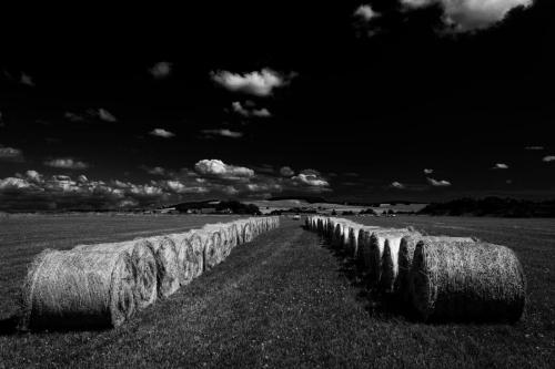 Field of hay bales