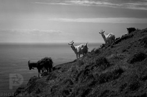 Islay goats