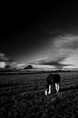 Lone horse
