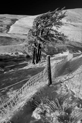 Lone tree in the snow