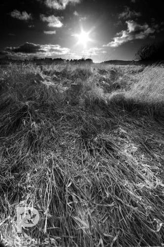 Straw at sunset