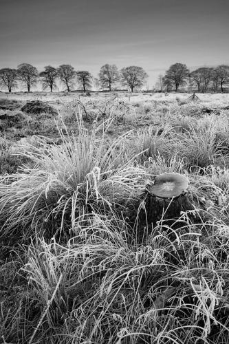 Frost on a stump