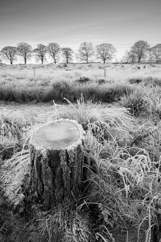 Frost on a stump